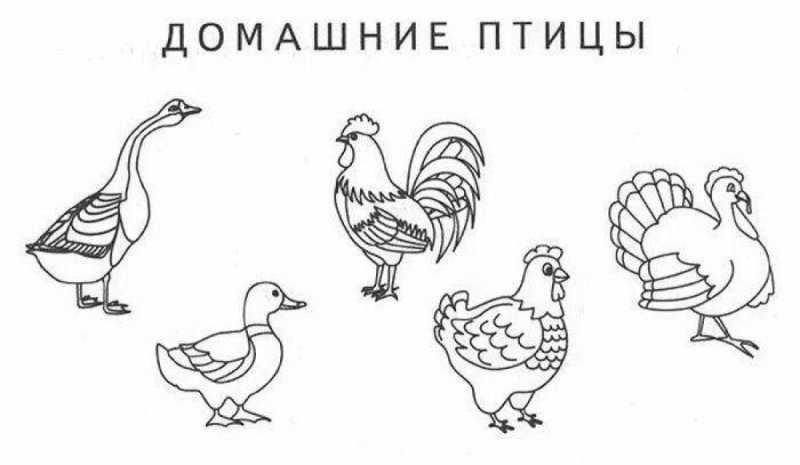 Домашние птицы рисунок