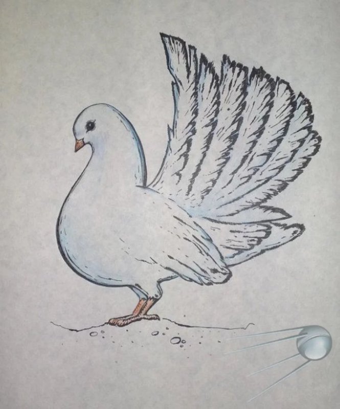 Голубь рисунок