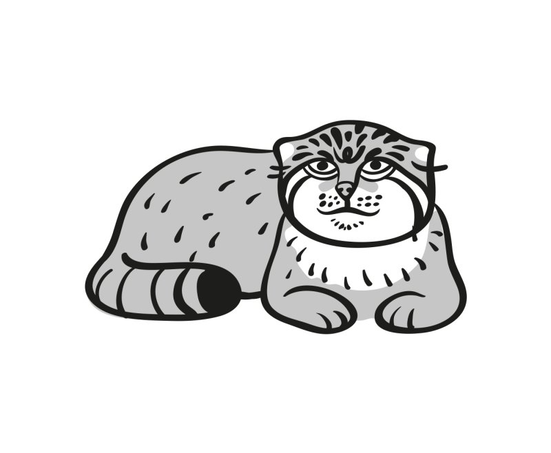 Кот Манул раскраска