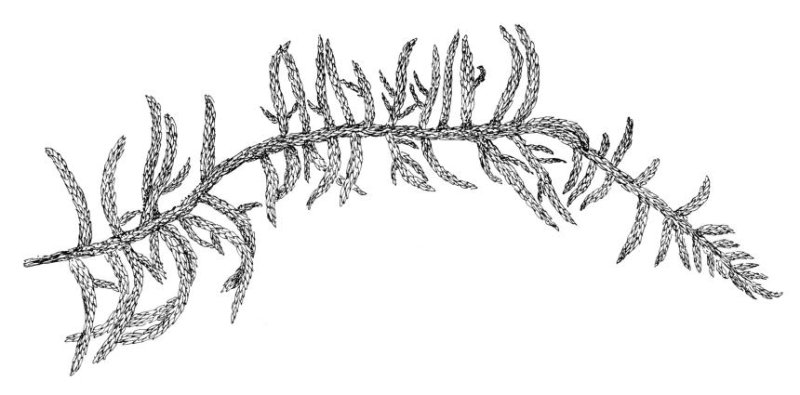 Hylocomium splendens