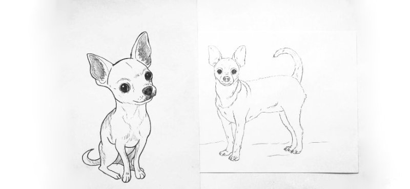 Чихуахуа рисунок карандашом