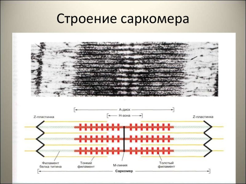 Структура мышечного саркомера