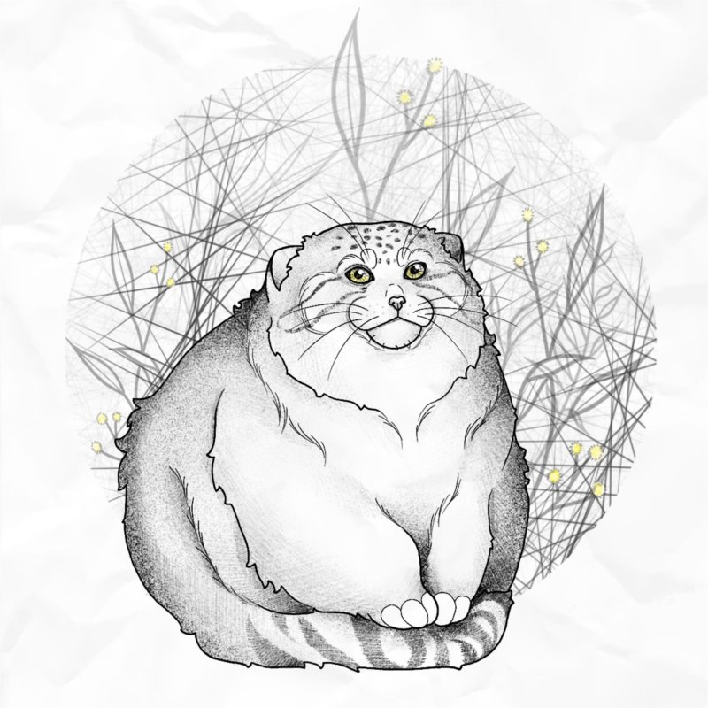 Кот Манул раскраска