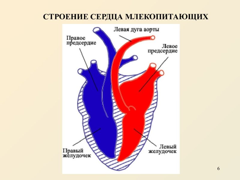 Строение сердца млекопитающих