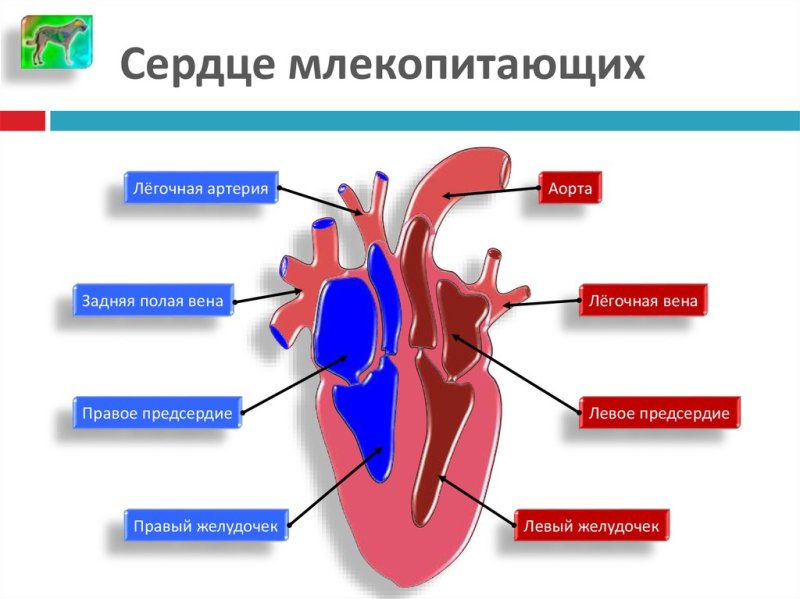 Строение структура сердца млекопитающего