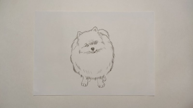Рисунки шпица для срисовки