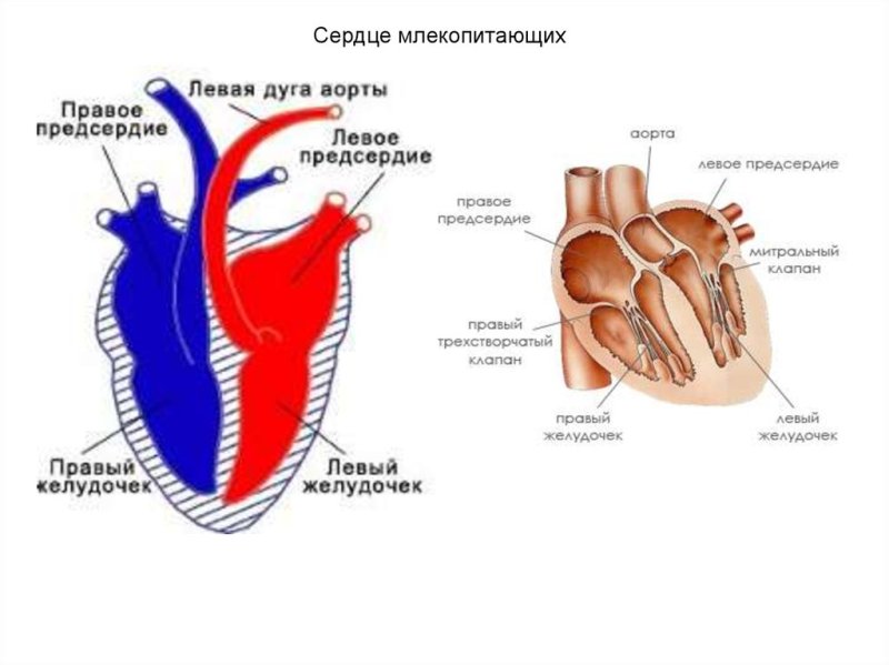 Строение сердца млекопитающих
