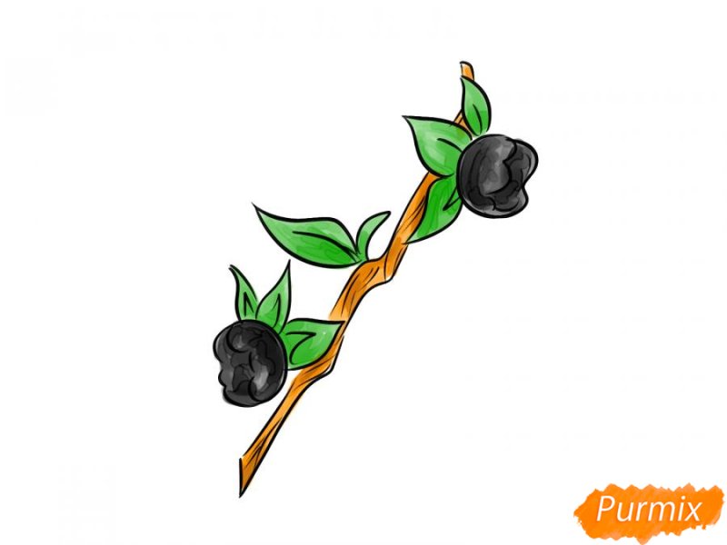 Белладонна рисунок