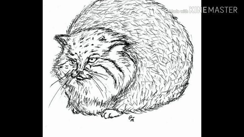 Кот Манул