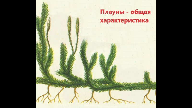 Плауны плауны
