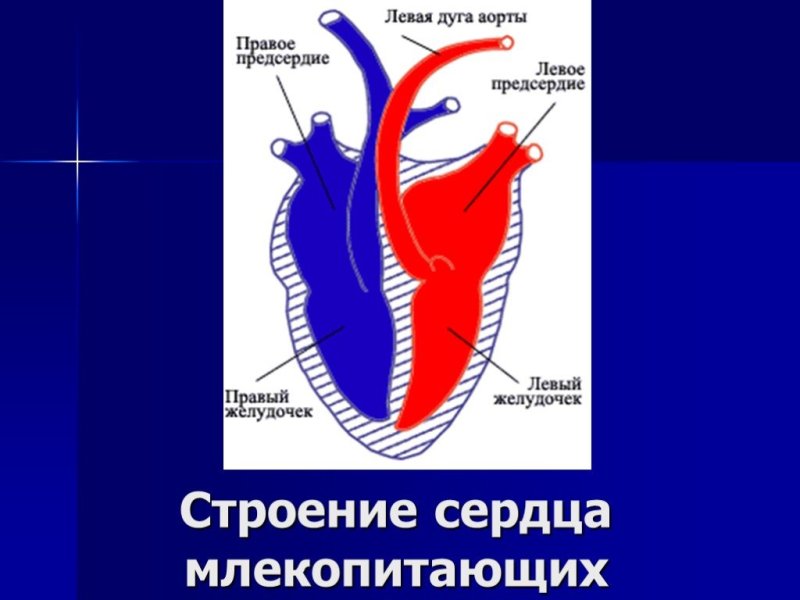 Строение сердца млекопитающих рисунок