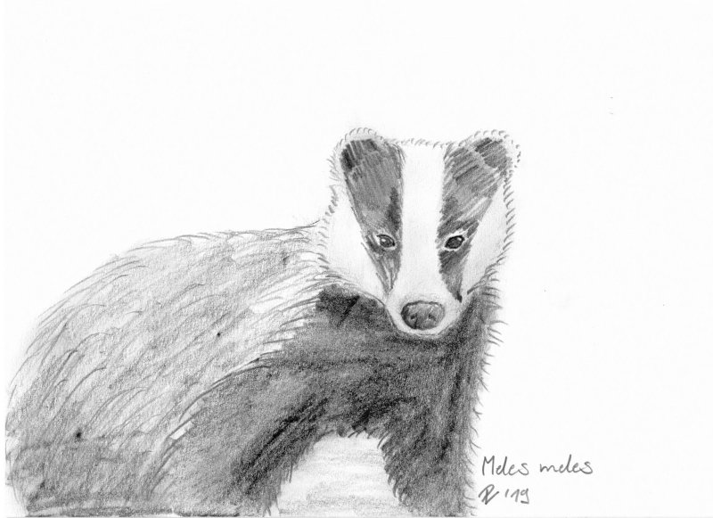 Барсук рисунок