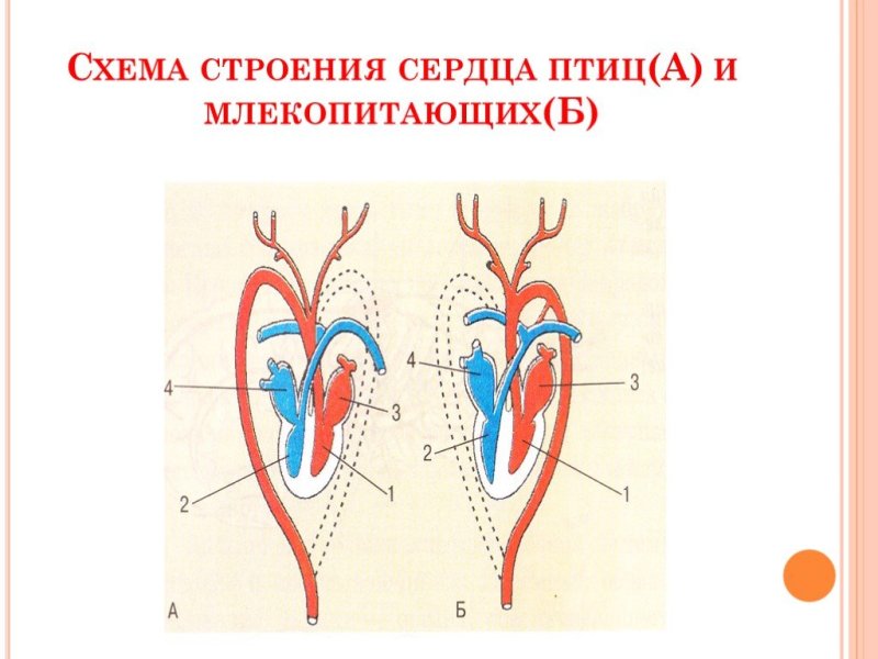 Строение кровеносной системы и сердца птиц