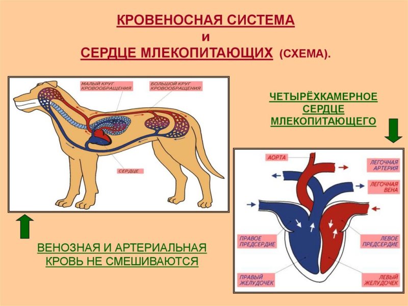 Кровеносная система млекопитающих схема биология 7
