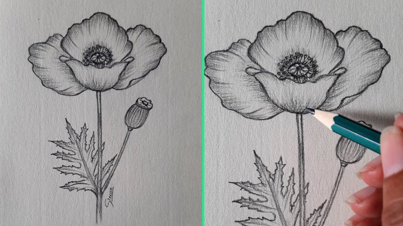 Рисунок маков карандашом