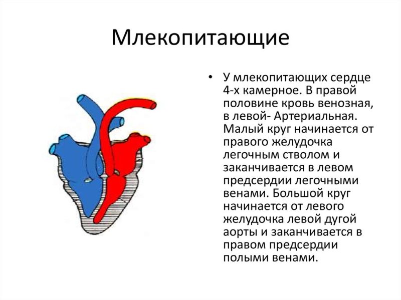 Опишите строение сердца млекопитающих животных