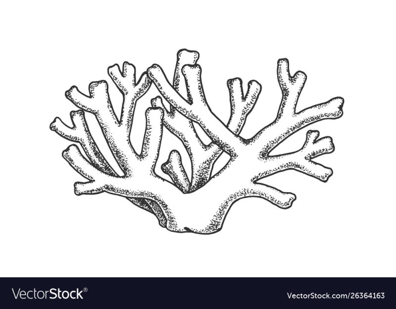 кораллы раскраска