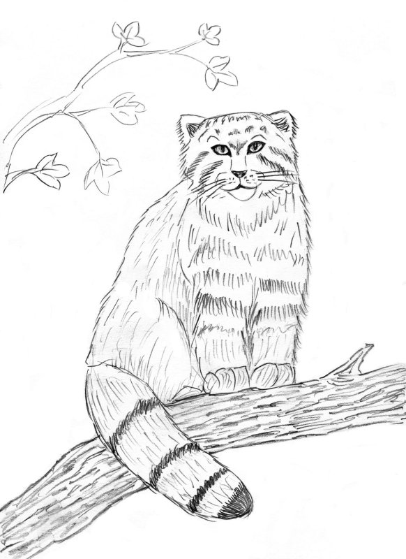 Кавказская Лесная кошка раскраска