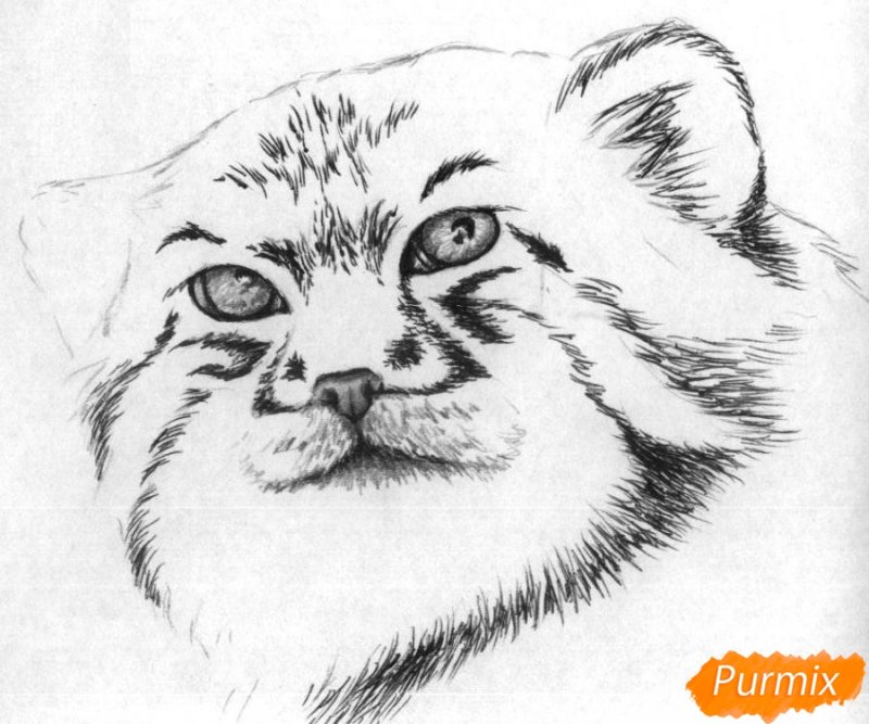 манул рисунок карандашом