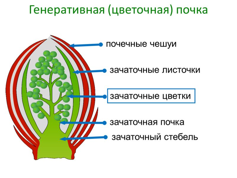 Схема генератианой почти