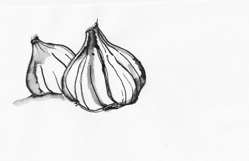 Поэтапное рисование чеснока