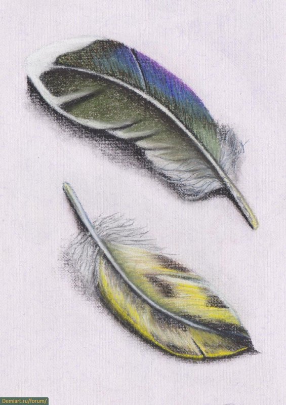 Перья птиц