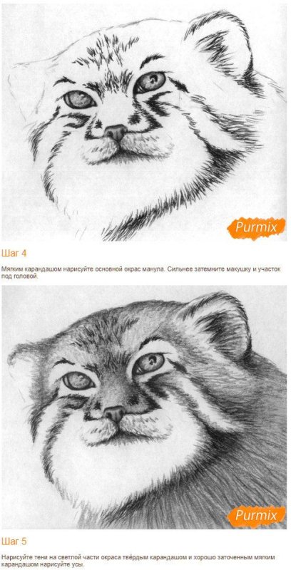 Манул карандашом