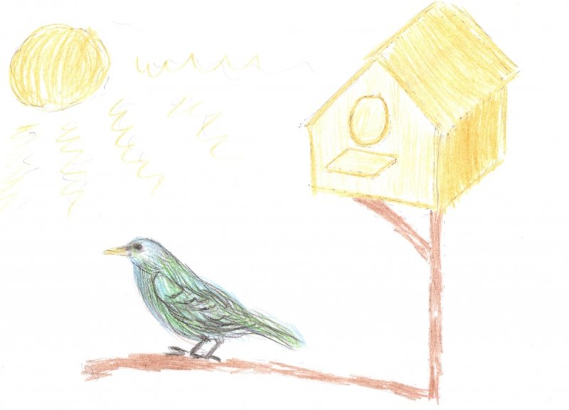 Птички рисунок Скворушка