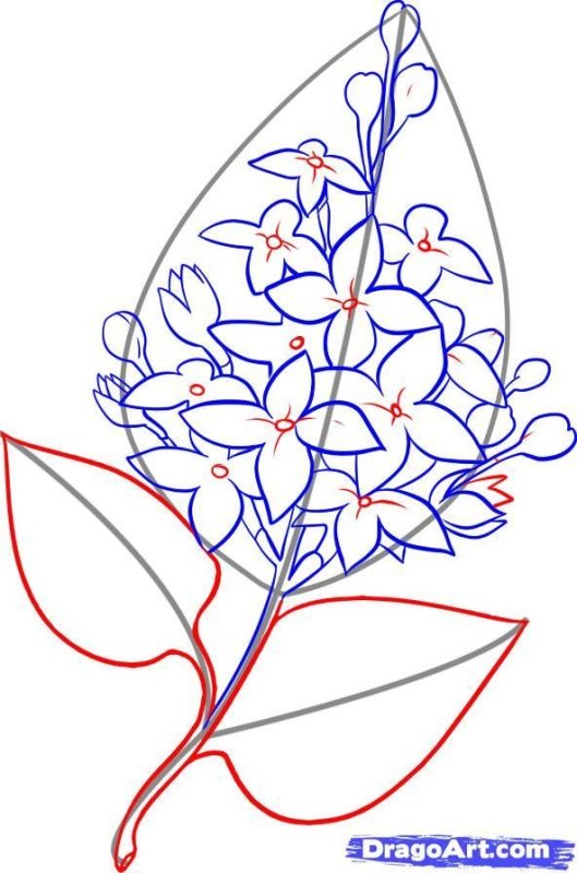 Рисунки цветов карандашом
