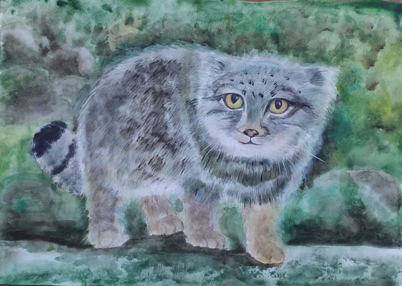 Кот Манул арт