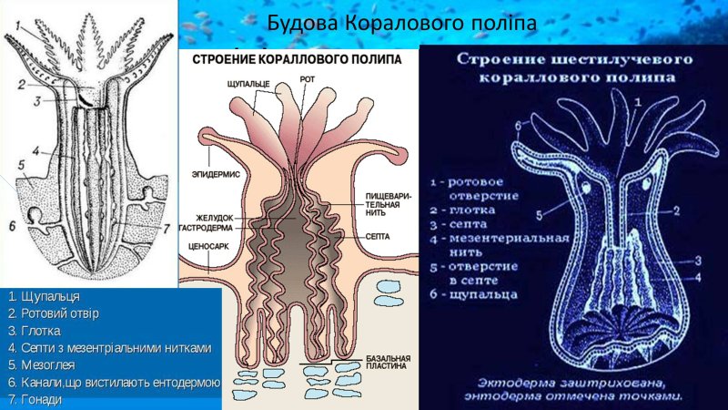 Коралл актиния строение