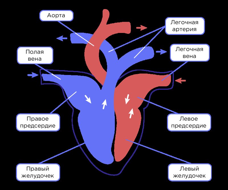 Сердце млекопитающих рисунок