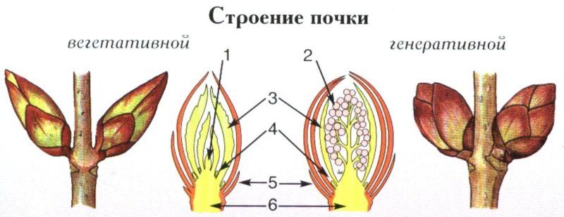 Строение генеративной почки, вегетативной почки; строение побега.