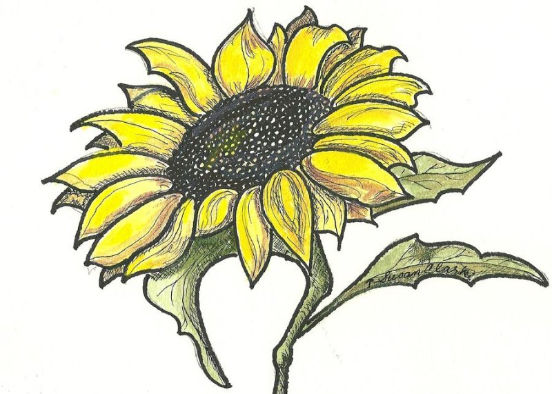 Подсолнух рисунок карандашом