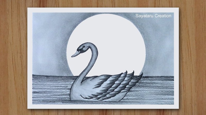 Лебедь рисунок карандашом