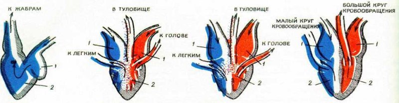 Сердце рыб земноводных пресмыкающихся птиц млекопитающих