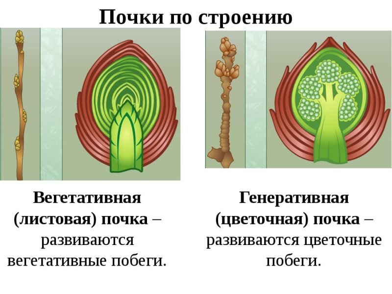 Строение почек растений вегетативная и генеративная