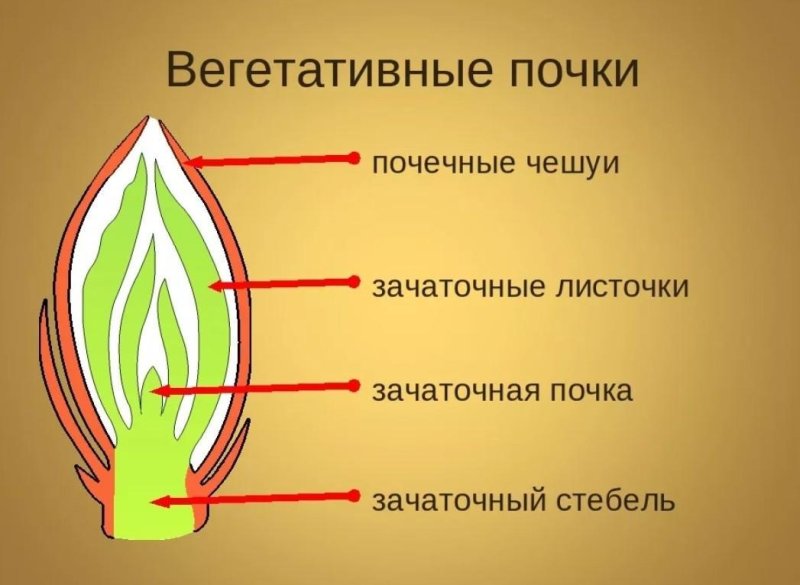 Строение вегетативной и генеративной почки