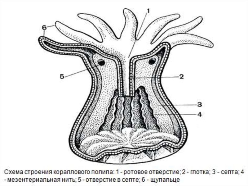 Строение кораллового полипа биология 7 класс