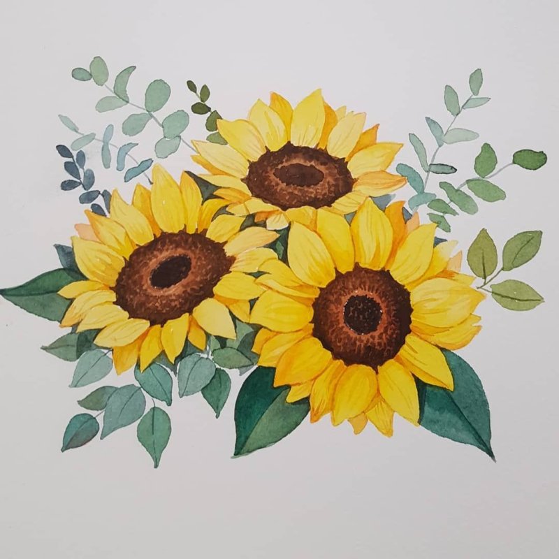 Подсолнух рисунок
