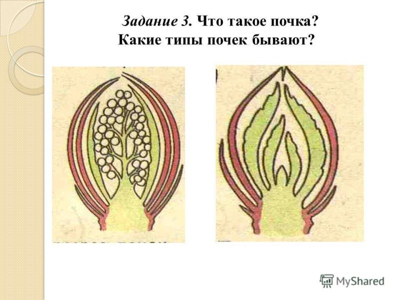 Вегетативная почка рисунок