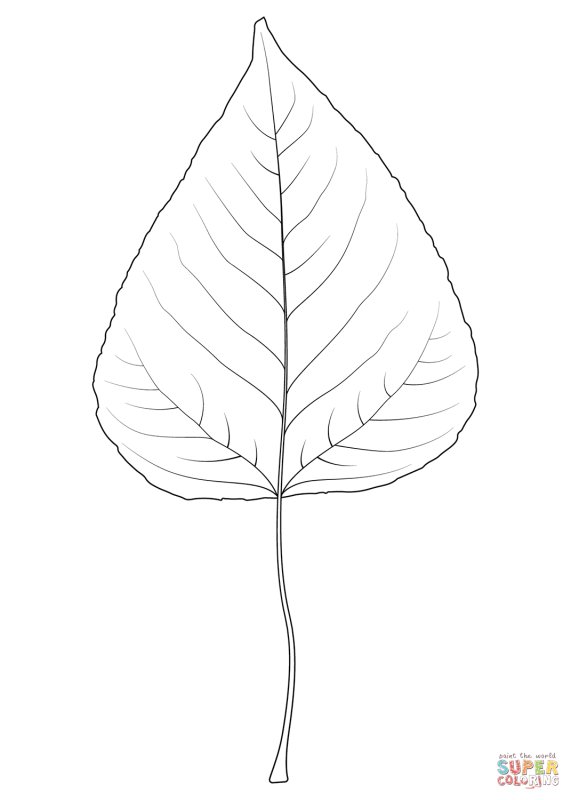 Рисунки листьев