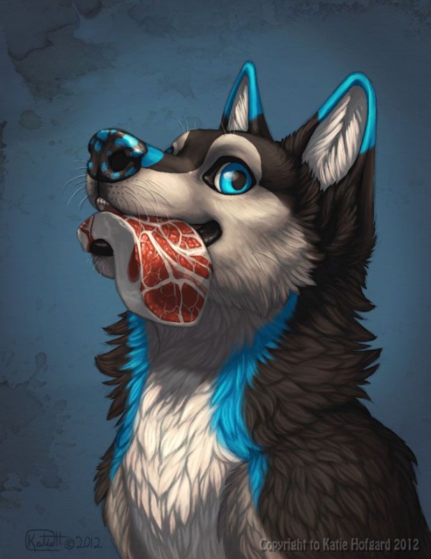 Фурри собака