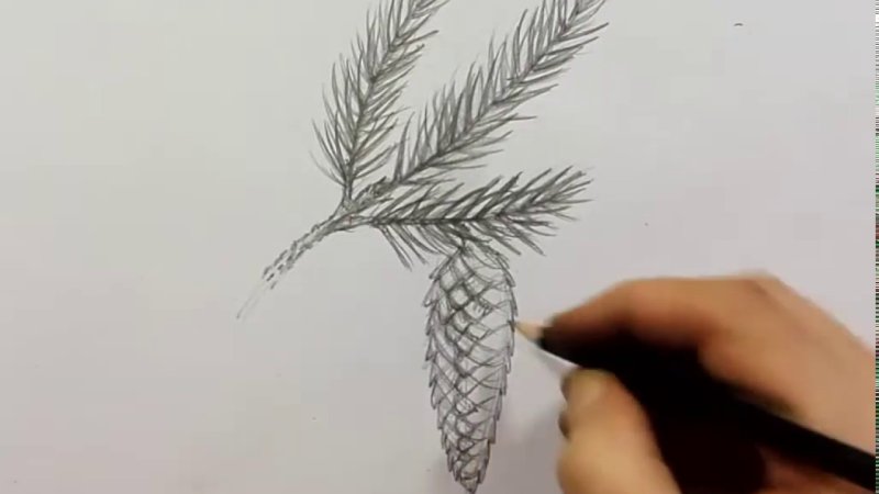 Рисование Еловая веточка