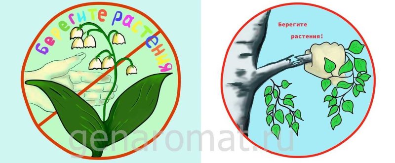 Рисунок берегите растения