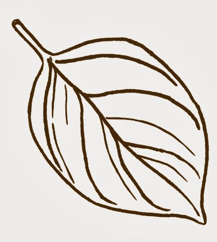 Листья раскраска