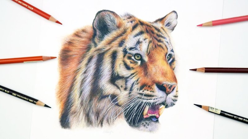Рисунок тигра цветными карандашами