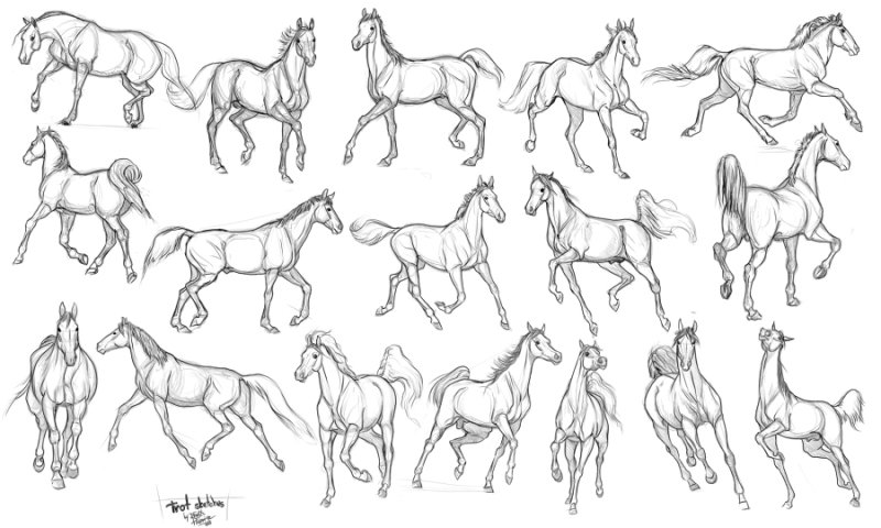 лошадь сзади референс