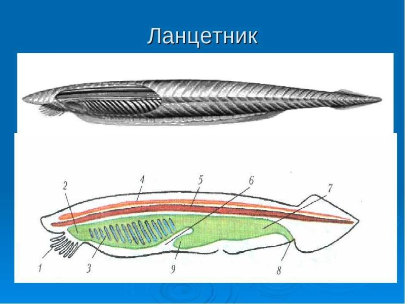 Бесчерепные ланцетник
