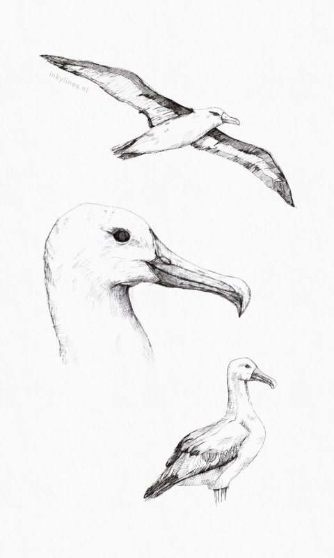 Рисунок Чайки карандашом